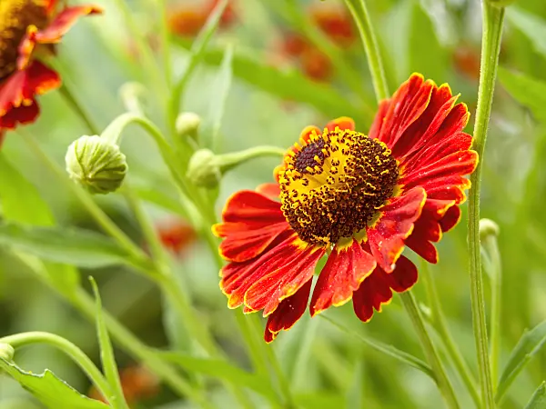 439399 - Sneezeweed (Helenium Königstiger)