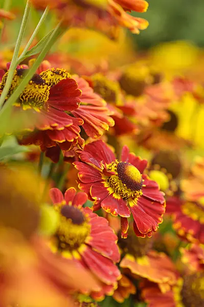 475133 - Sneezeweed (Helenium Königstiger)