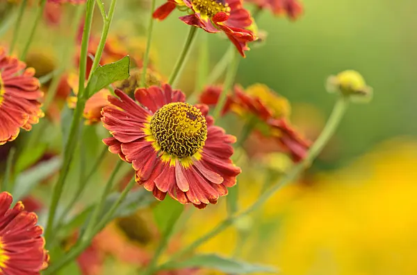 523121 - Sneezeweed (Helenium Königstiger)