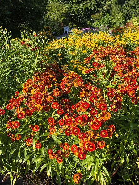 463002 - Sneezeweed (Helenium Königstiger and Helenium Goldrausch)
