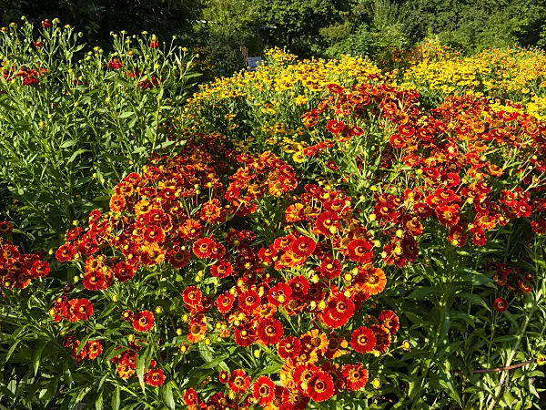 463004 - Sneezeweed (Helenium Königstiger and Helenium Goldrausch)