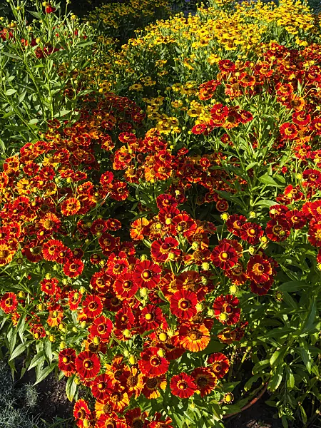 463005 - Sneezeweed (Helenium Königstiger and Helenium Goldrausch)