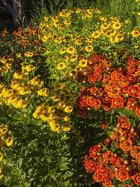 404039 - Sneezeweed (Helenium Königstiger, Helenium Kanaria and Helenium Wesergold)