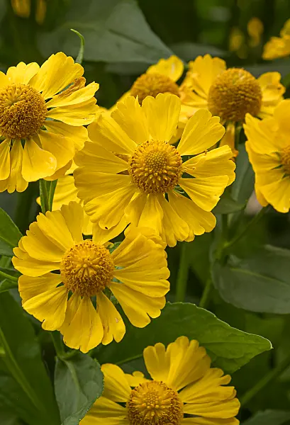 675059 - Sneezeweed (Helenium Kugelsonne)