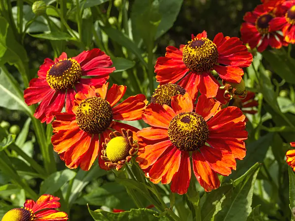 403080 - Sneezeweed (Helenium Kupfersprudel)