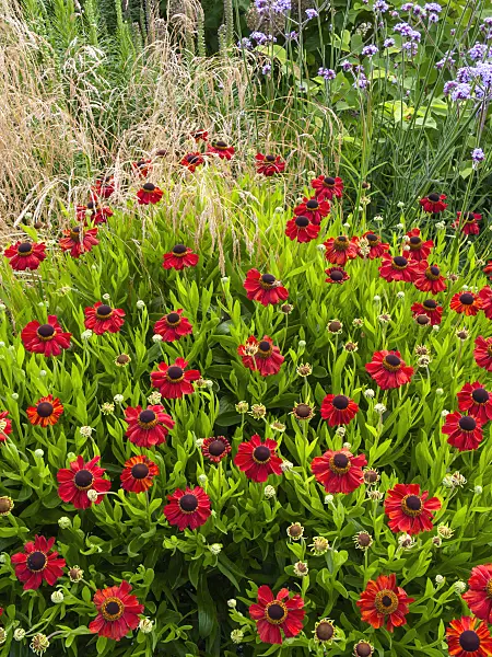 403046 - Sneezeweed (Helenium Kupferzwerg)