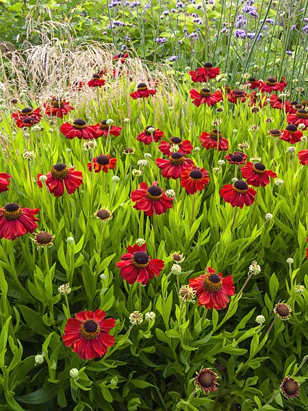 403047 - Sneezeweed (Helenium Kupferzwerg)