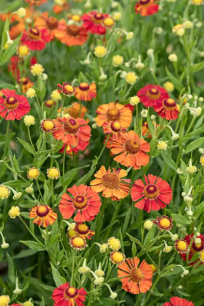 664169 - Sneezeweed (Helenium Little Orange)