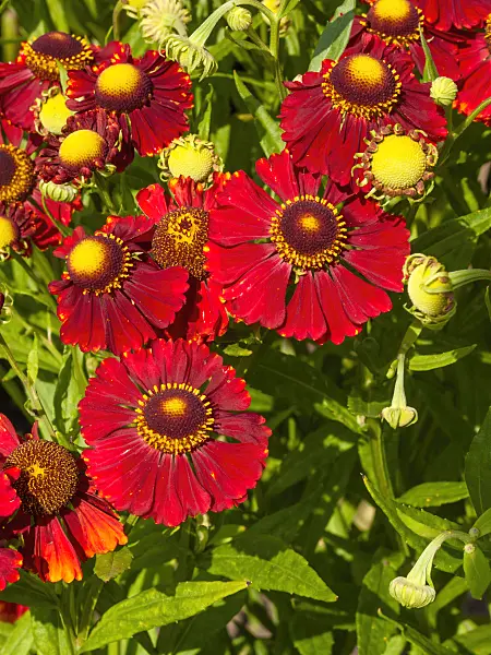 403082 - Sneezeweed (Helenium Mahagoni)
