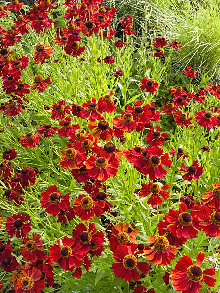 403043 - Sneezeweed (Helenium Moerheim Beauty)