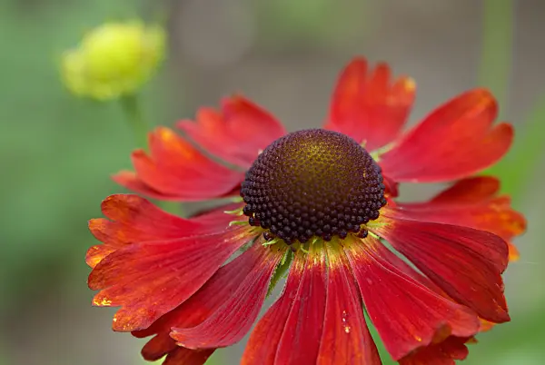 452144 - Sneezeweed (Helenium Moerheim Beauty)