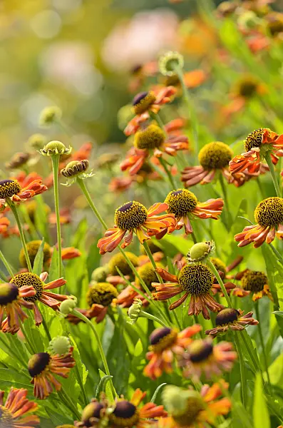 523036 - Sneezeweed (Helenium Moerheim Beauty)