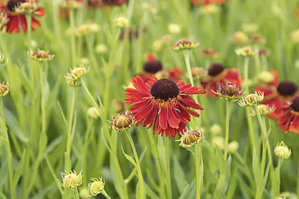 651314 - Sneezeweed (Helenium Moerheim Beauty)