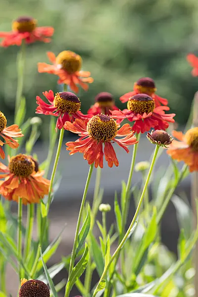 664170 - Sneezeweed (Helenium Moerheim Beauty)