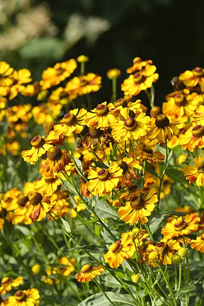 475116 - Sneezeweed (Helenium Rauchtopas)