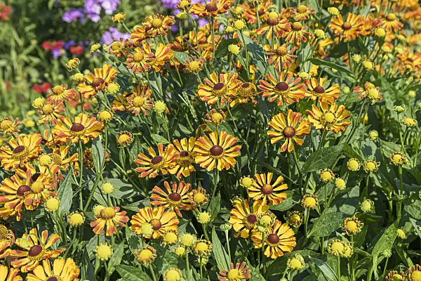 651315 - Sneezeweed (Helenium Rauchtopas)