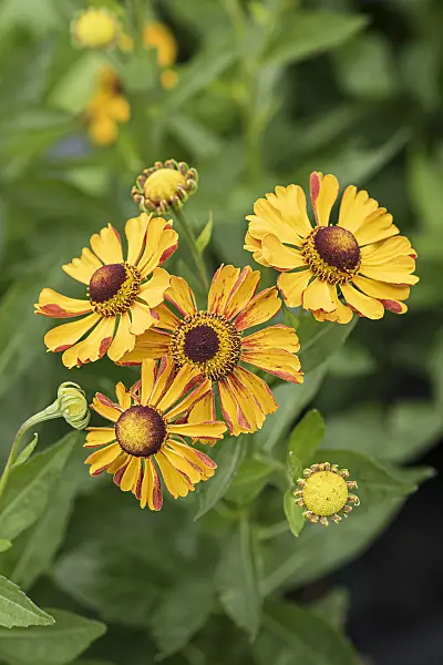651316 - Sneezeweed (Helenium Rauchtopas)