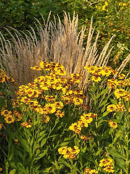 451053 - Sneezeweed (Helenium Rauchtopas) and reed grass (Calamagrostis x acutiflora 'Karl Foerster')