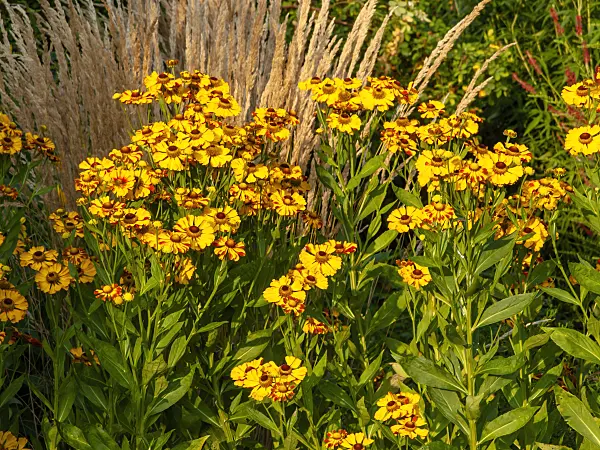 451054 - Sneezeweed (Helenium Rauchtopas) and reed grass (Calamagrostis x acutiflora 'Karl Foerster')