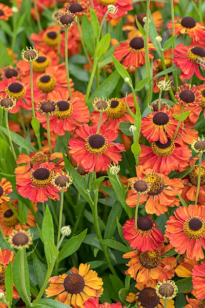 675062 - Sneezeweed (Helenium Red Army)