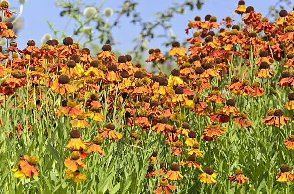 534287 - Sneezeweed (Helenium Rotkäppchen)