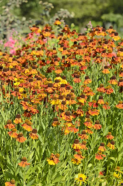 534303 - Sneezeweed (Helenium Rotkäppchen)