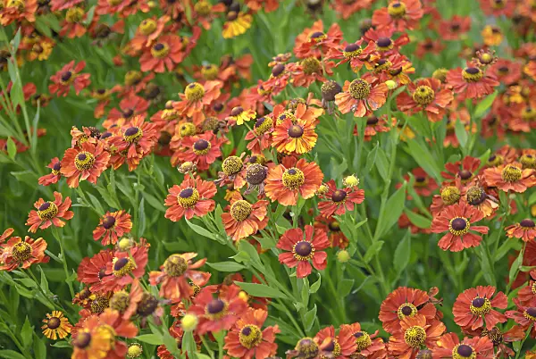 517447 - Sneezeweed (Helenium Rubinkuppel)