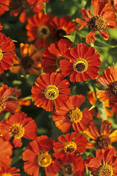 393057 - Sneezeweed (Helenium Rubinzwerg)