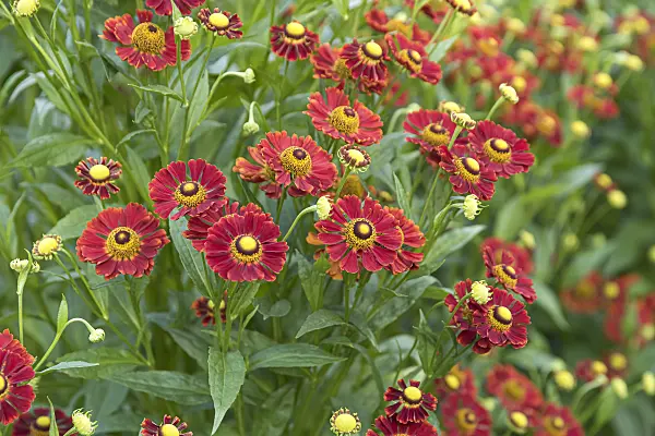 635046 - Sneezeweed (Helenium Rubinzwerg)