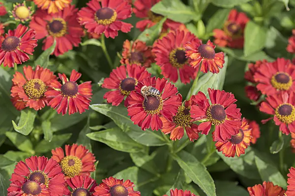 616405 - Sneezeweed (Helenium Ruby Tuesday)