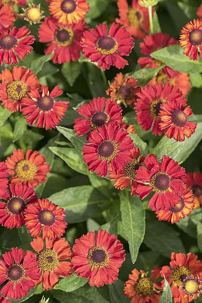 616406 - Sneezeweed (Helenium Ruby Tuesday)
