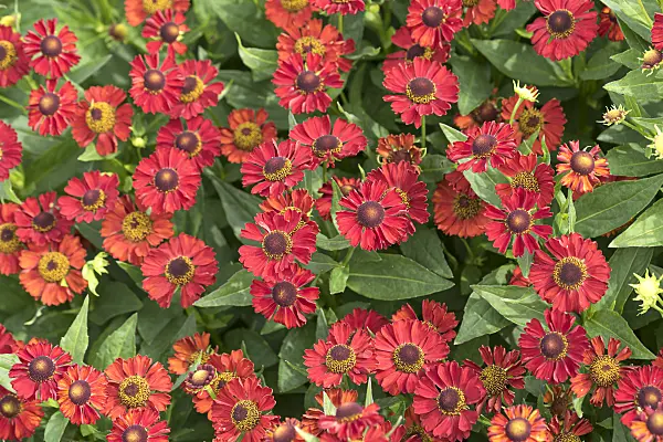 616407 - Sneezeweed (Helenium Ruby Tuesday)