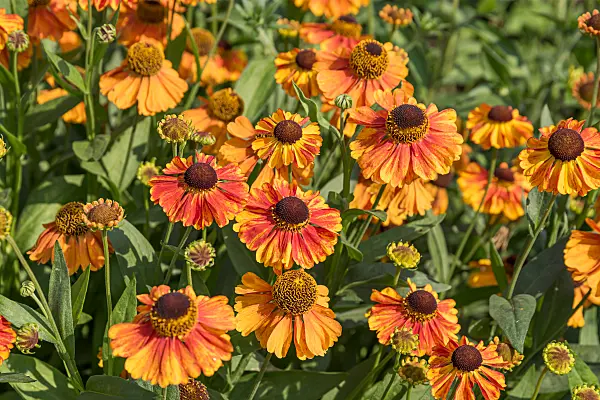 664171 - Sneezeweed (Helenium Sahin's Early Flowerer)