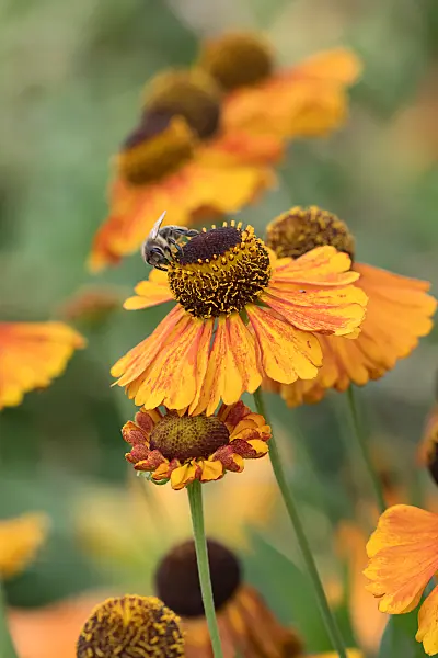 664172 - Sneezeweed (Helenium Sahin's Early Flowerer)