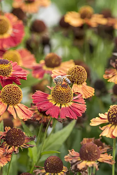 625226 - Sneezeweed (Helenium Salsa)
