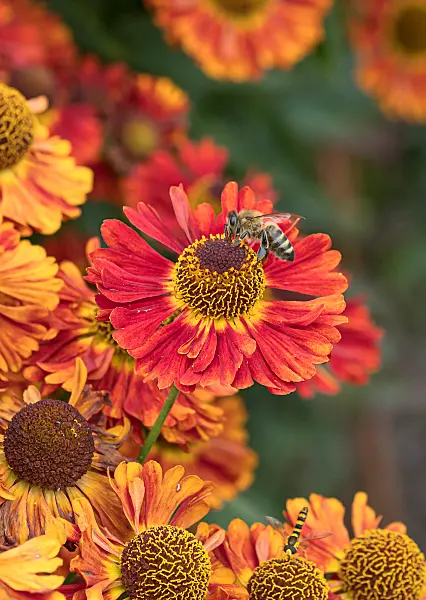 675065 - Sneezeweed (Helenium Salsa)