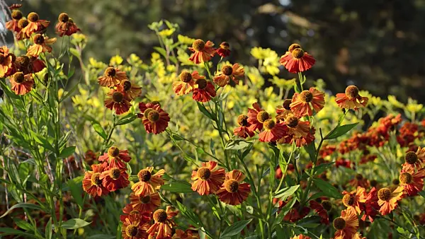500012 - Sneezeweed (Helenium Septemberfuchs)