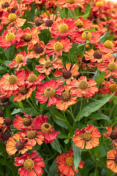 675069 - Sneezeweed (Helenium Sophie zur Linden)