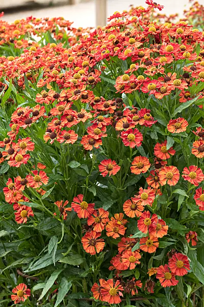 675070 - Sneezeweed (Helenium Sophie zur Linden)