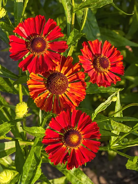416007 - Sneezeweed (Helenium Waldhorn)