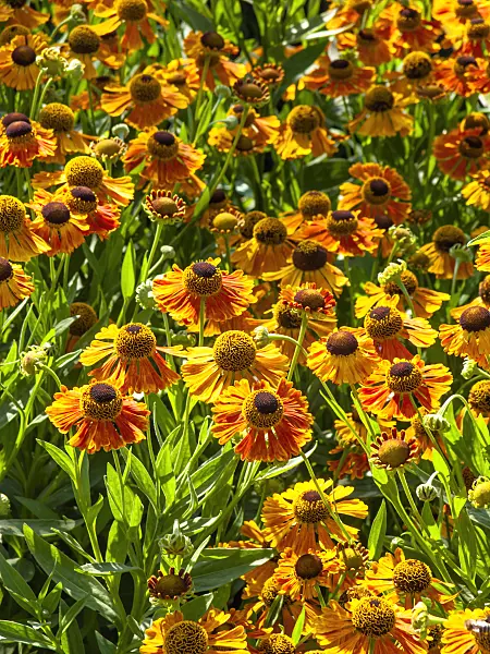 439245 - Sneezeweed (Helenium Waltraut)