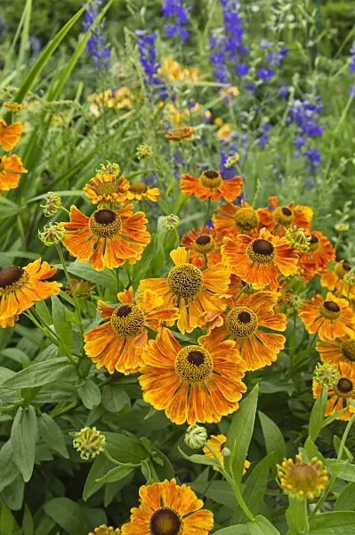 510046 - Sneezeweed (Helenium Waltraut)