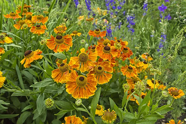 510047 - Sneezeweed (Helenium Waltraut)