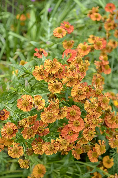 575116 - Sneezeweed (Helenium Waltraut)