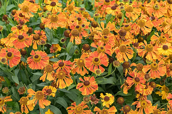 675072 - Sneezeweed (Helenium Waltraut)