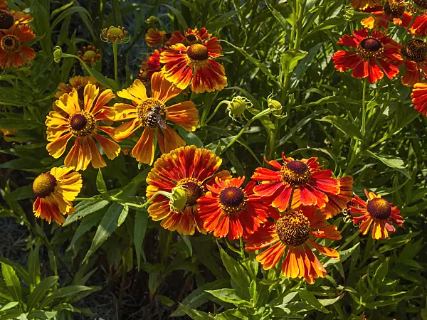 403084 - Sneezeweed (Helenium Wonadonga)