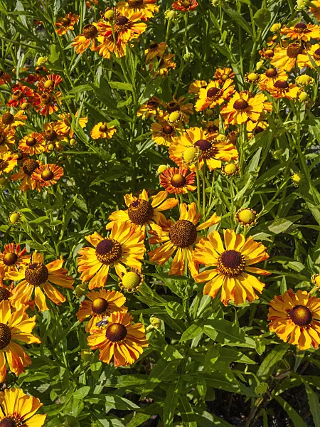 403083 - Sneezeweed (Helenium Zimbelstern)