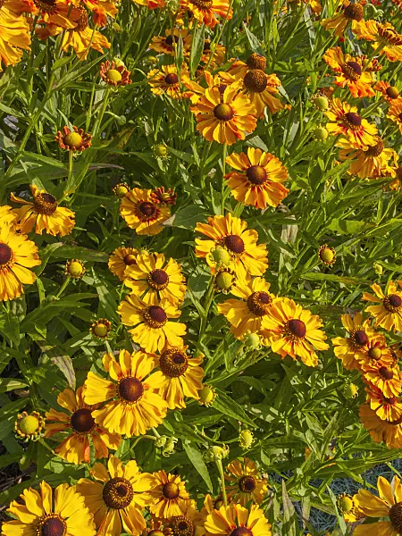 403088 - Sneezeweed (Helenium Zimbelstern)