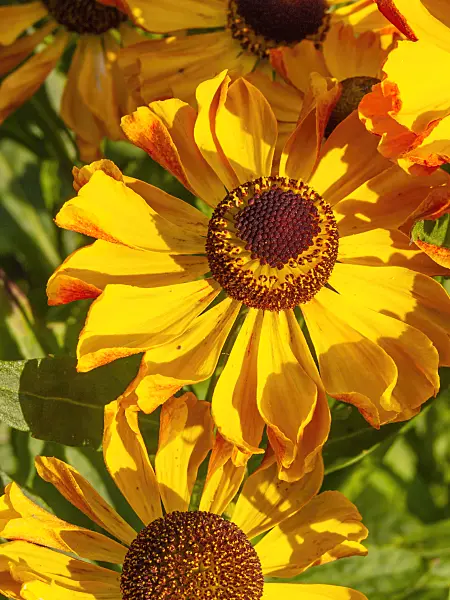 416008 - Sneezeweed (Helenium Zimbelstern)