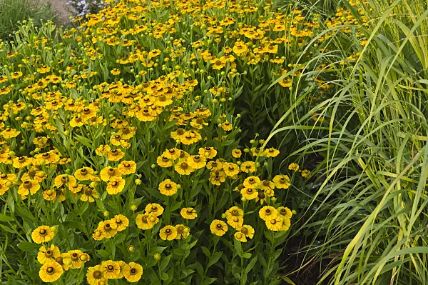 511014 - Sneezeweed (Helenium Zimbelstern)